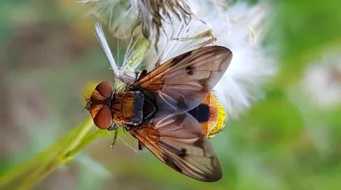 Bumblebee Stock Photos