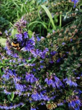 Bumblebee Foto stock