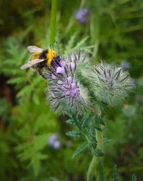 Bumblebee Stock Photos
