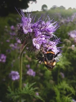 Bumblebee Stock Photos