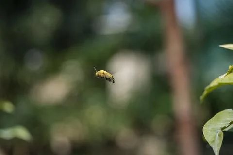 A bumblebee Stock Photos