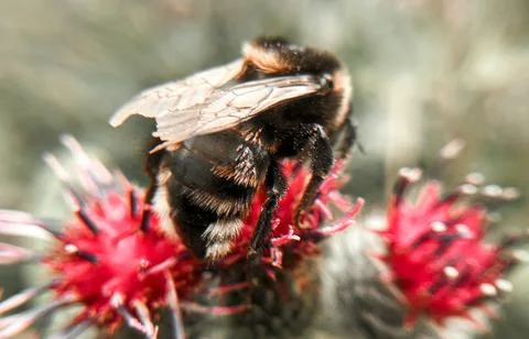 Bumblebee Stock Photos