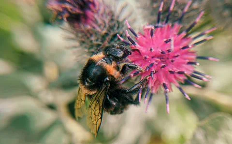 Bumblebee Stock Photos