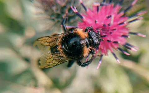 Bumblebee Foto stock