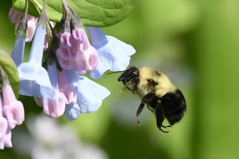 Bumblebee Stock Photos