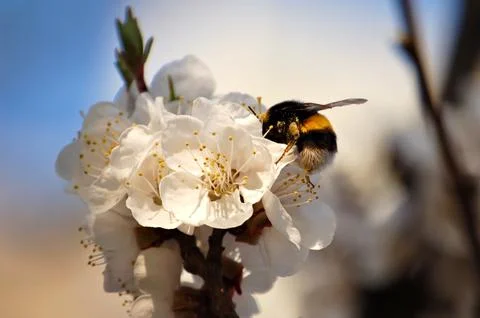 Bumblebee Stock Photos