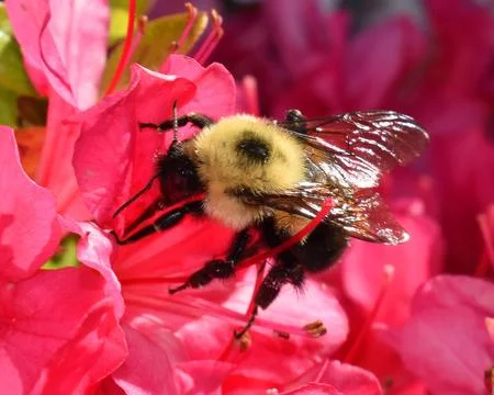 Bumblebee Stock Photos