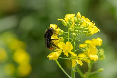A bumblebee Stock Photos