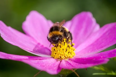 Bumblebee Stock Photos