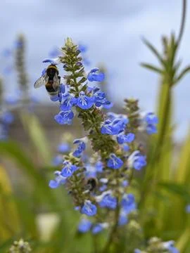Bumblebee Stock Photos