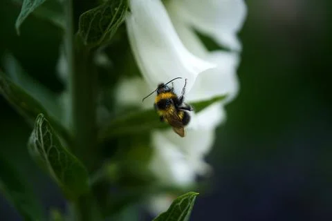 A bumblebee Stock Photos