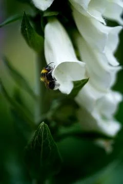 A bumblebee Stock Photos