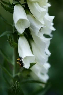 A bumblebee Stock Photos
