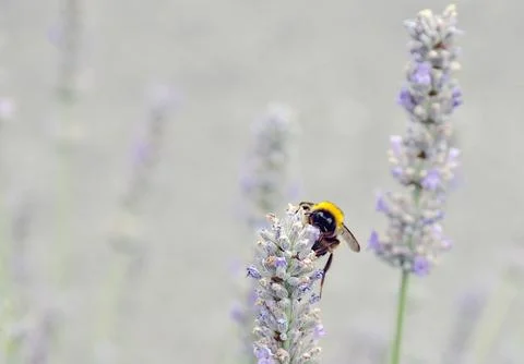 The bumblebee. Stock Photos