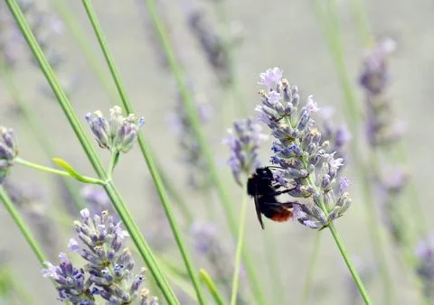 The bumblebee. Stock Photos