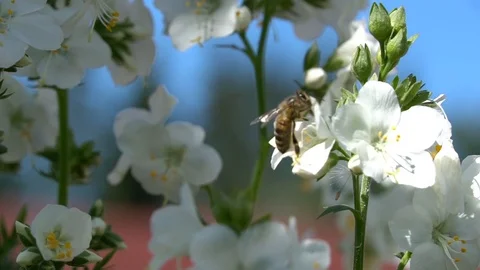 Bumblebee  is picking nectar and fly away Stock Footage 111294729