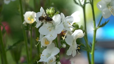 Bumblebee  is picking nectar Stock Footage 111289867