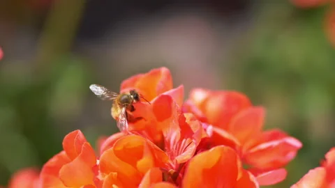 Bumblebee picking nectar from red flowers in 4k slow motion 60fps Stock Footage 156298228