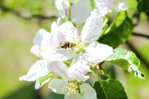 Bumblebee picking nectar on white flower of apple, cherry, apricot tree in .. Stock Photos