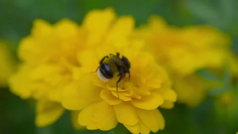 Bumblebee picking nectar from yellow flowers in 4k slow motion 60fps Stock Footage 155554450