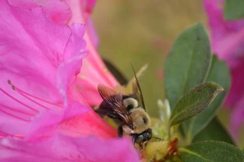 Bumblebee in Pink Azalea Stock Photos