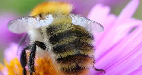 Bumblebee on a pink chrysanthemum. Summer macro shooting. Video stock 208922705