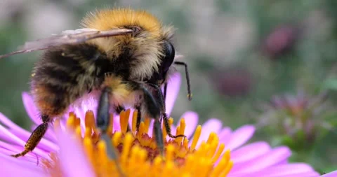 Bumblebee on a pink chrysanthemum. Summer macro shooting. Video stock 208923193