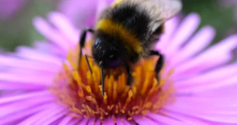 Bumblebee on a pink chrysanthemum. Summer macro shooting. Stock Footage 208923459