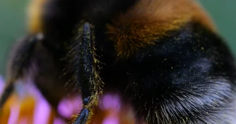 Bumblebee on a pink chrysanthemum. Summer macro shooting. Video stock 208923687