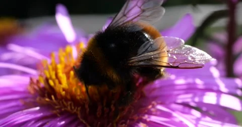 Bumblebee on a pink chrysanthemum. Summer macro shooting. Stock Footage 208925448