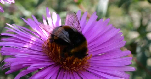Bumblebee on a pink chrysanthemum. Summer macro shooting. Stock Footage 208925468