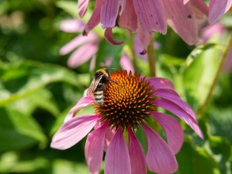 Bumblebee on pink coneflower Stock Photos