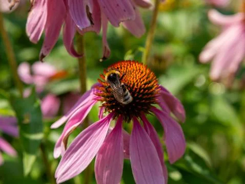 Bumblebee on pink coneflower Stock Photos