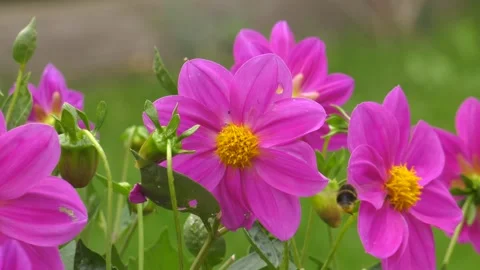 Bumblebee on pink dahlia 2 Stock Footage 248719434