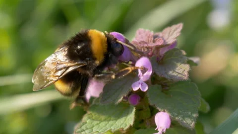 Bumblebee Pink Flower Close Up Stock Footage 134776229