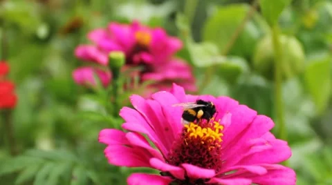 Bumblebee On Pink Flower Closeup Stock Footage 8508124