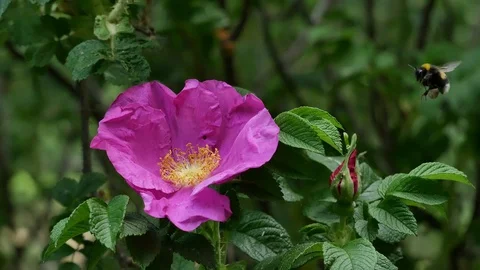 Bumblebee on a pink flower of a dogrose. Video stock 116661006