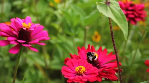 Bumblebee On Pink Flower Stock Footage 8686195