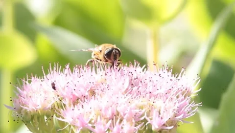 Bumblebee on pink flower Stock Footage 8766557