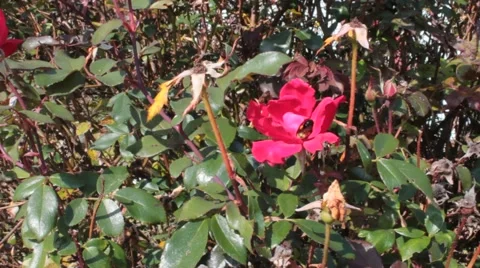 Bumblebee on a pink flower Stock Footage 43619567