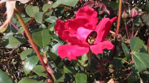 Bumblebee on a pink flower Stock Footage 43619588