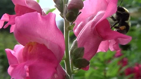 Bumblebee on a pink flower. Stock Footage 54186611