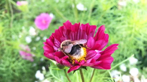 Bumblebee on pink flower Stock Footage 68814577