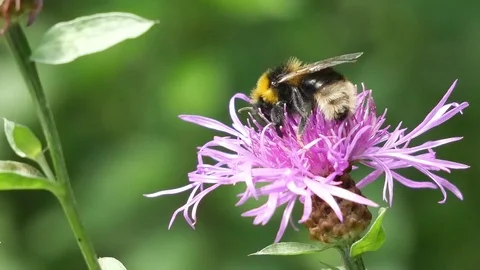 Bumblebee on a pink flower Stockbeeldmateriaal 117335177