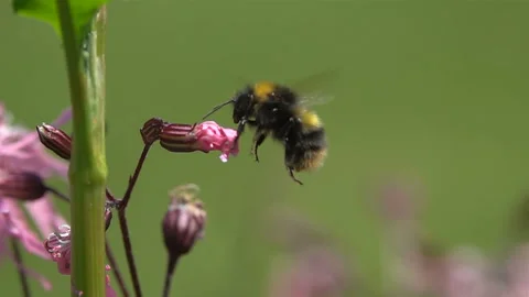 Bumblebee with pink flower. Stock Footage 155737959