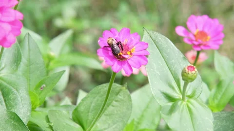 Bumblebee on a pink flower Stock Footage 239873918