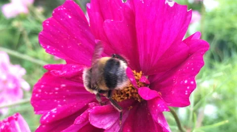 Bumblebee on pink flower, macro Stock Footage 68740463