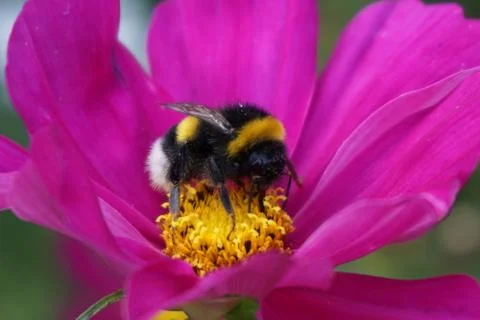 Bumblebee on pink flower Stock Photos