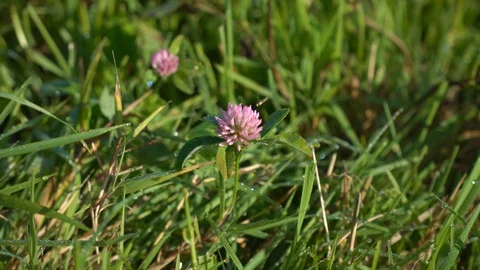 Bumblebee on pink flowers of clover Video stock 120746124