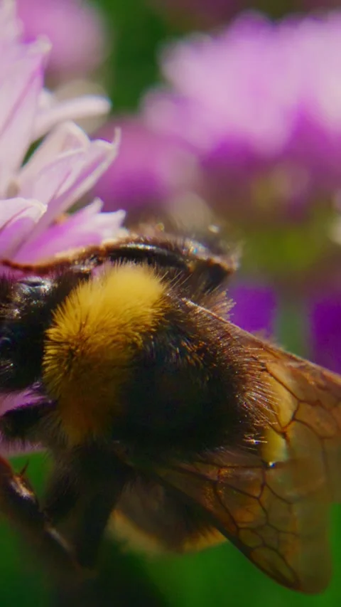 Bumblebee on pink-purple flower, close-up focus Stock Footage 346343022